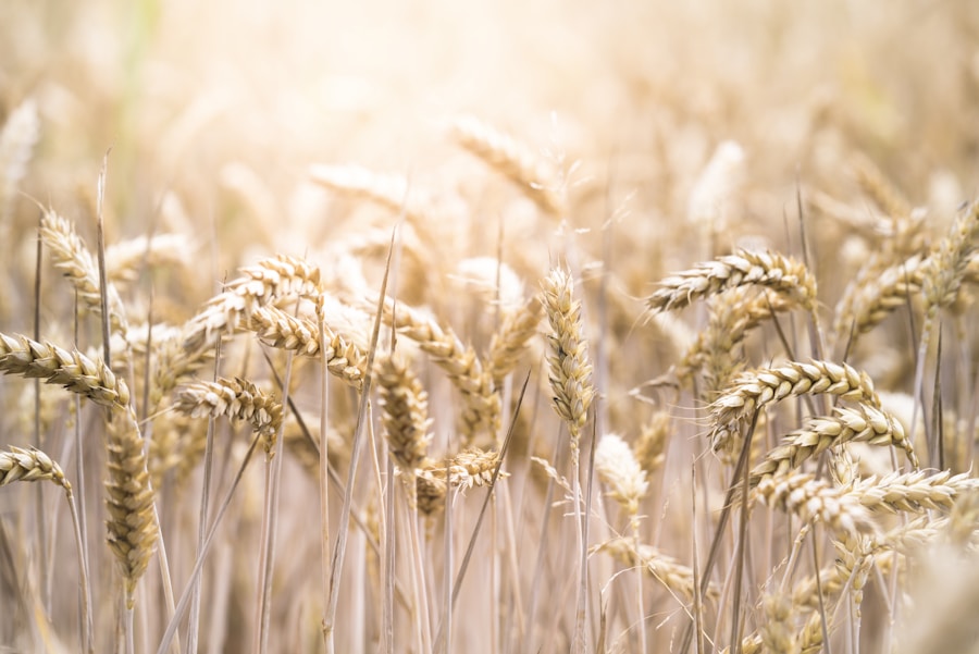 Wheat and grain